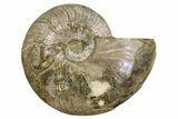 Silver Iridescent Ammonite (Cleoniceras) Fossil - Madagascar #260902-1